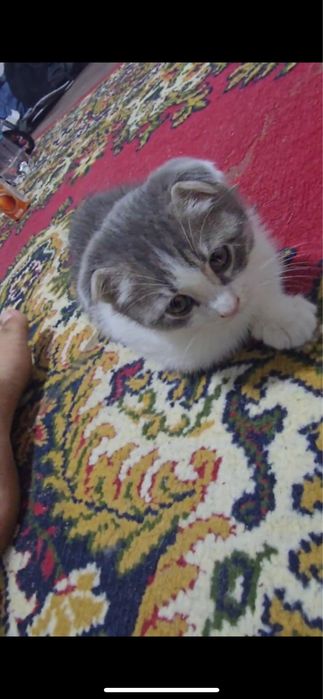 Пародистый ломашний кот