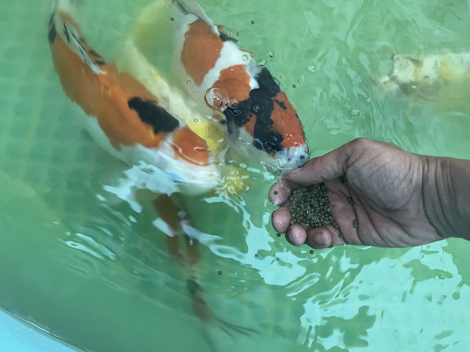 Кои рыба для пруда