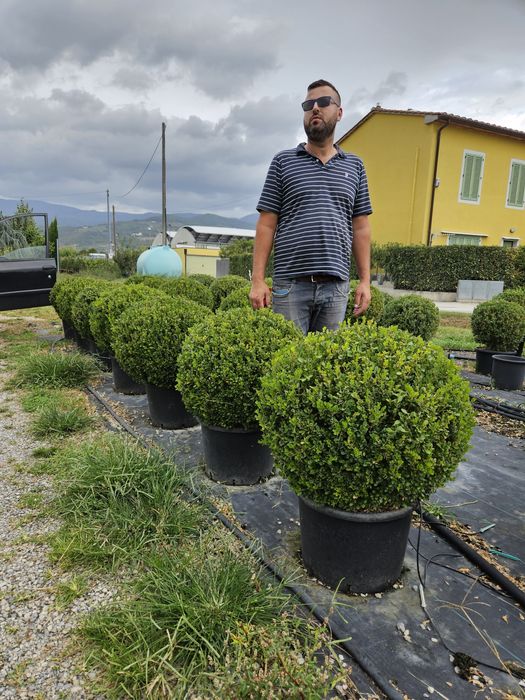 Buxus globular toate dimensiunile calitate extra