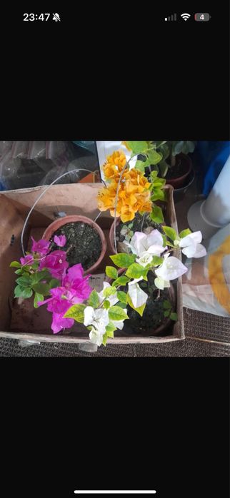 Уй гулдери сатылады