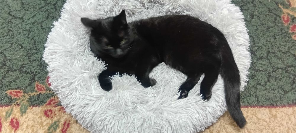 Лежанка для кошки новая