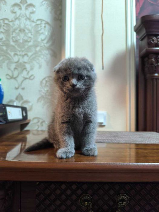 scottish fold (мушуги)