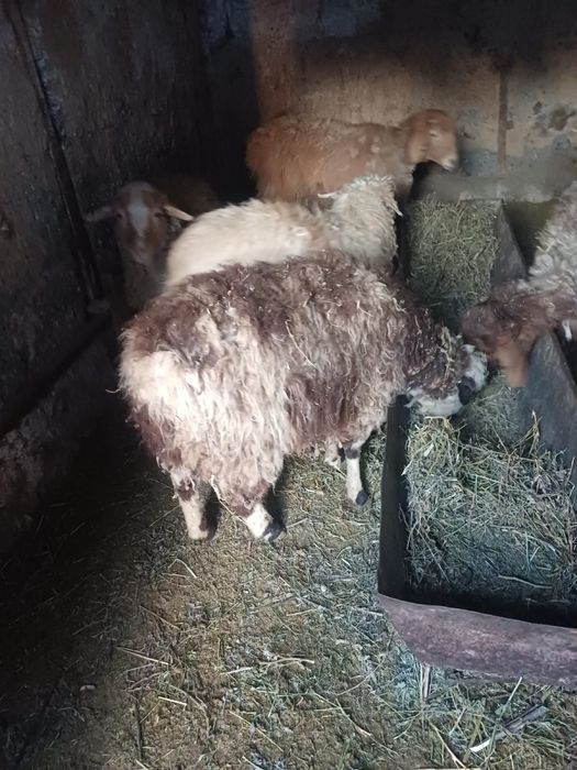 Продам тохтушек , баран