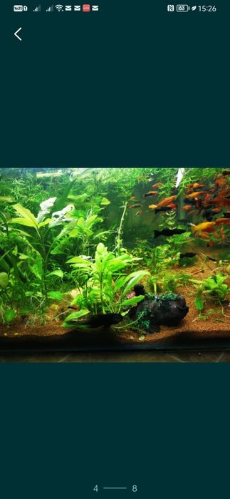 Plante easy.        .