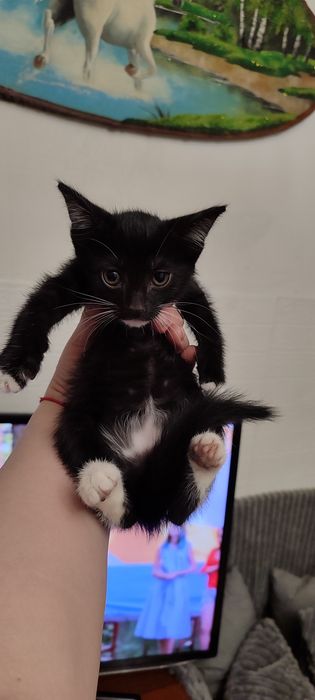 Котята 1 месячные