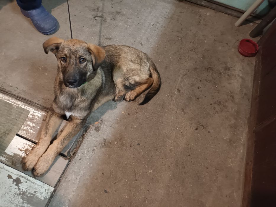 Подарява се бебе Бруно