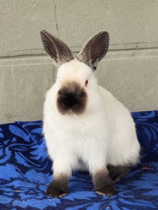 Kaliforniy quyon bolasi sotiladi 2+ oylik toza qon