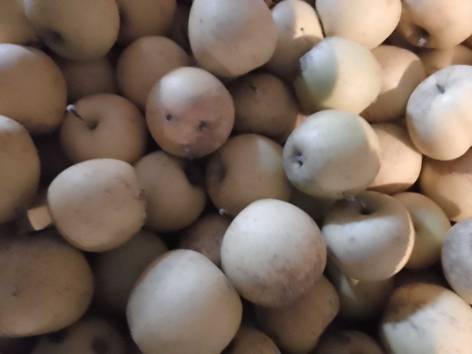 Vând, mere  golden pt industrie (suc, tunica)