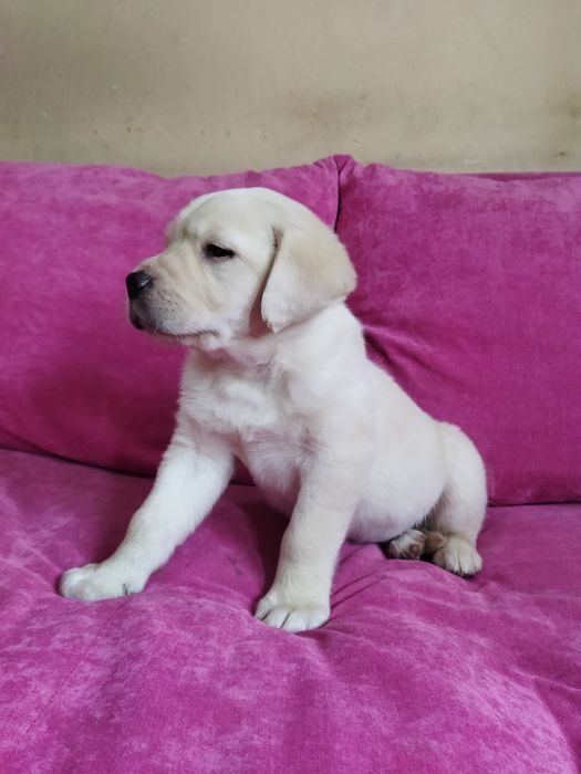 Лабрадор ретривер