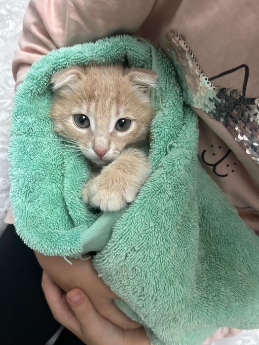 Шотландская вислоухая кошка