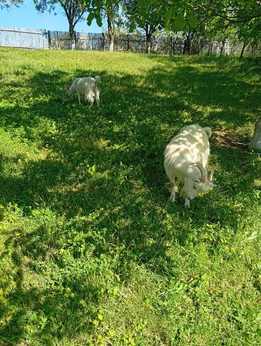 De vânzare  preț negociabil