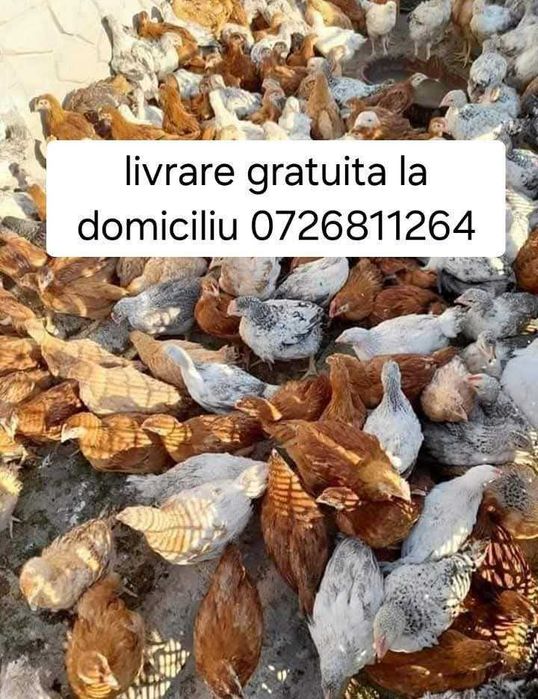 Ferma de pui zburați