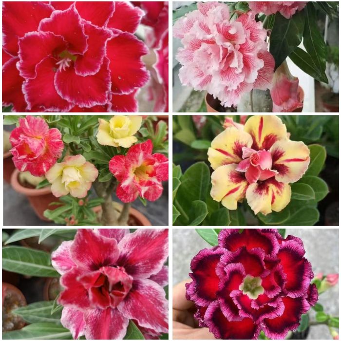 Сортовые адениумы из Китая