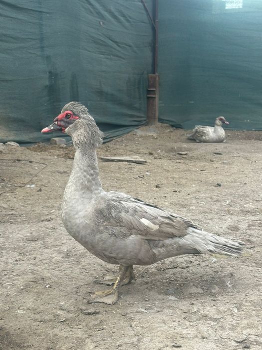 Индоутка лавандовый