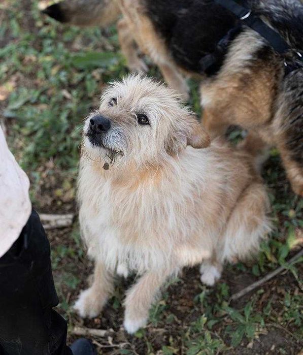 Câini pentru adopție – oferă-le o șansă la o viață mai bună