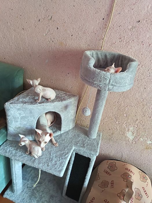 Продаются котята
