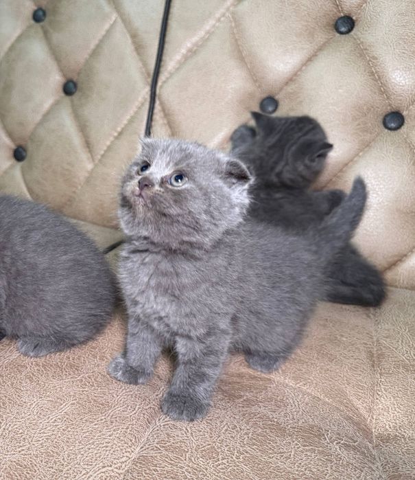 Котята скотиш фллд