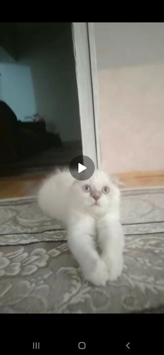 Самец, Ноёб пародали уй хайвони