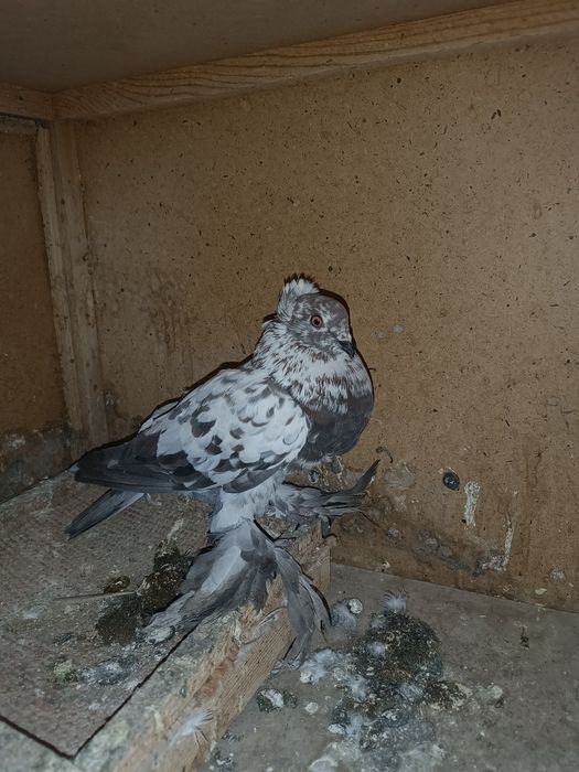 Продаю соч самца чубатый