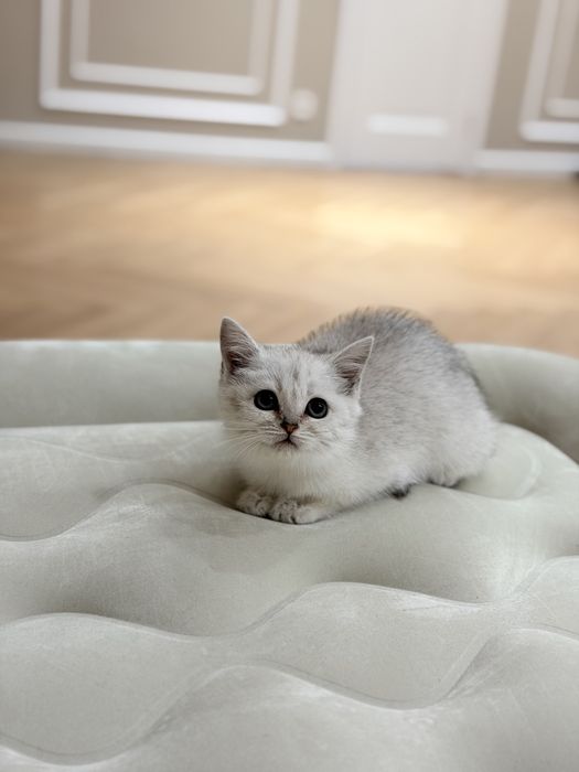 Котята серебро шиншилла