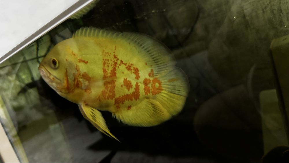 Астронотус оскар