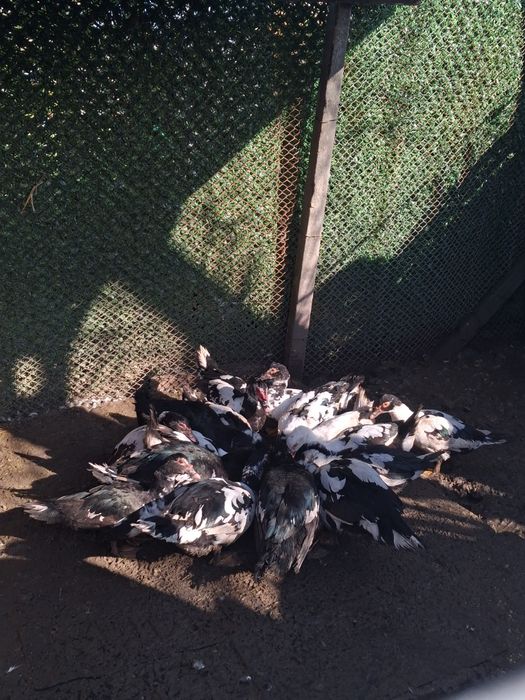 Vand rațe leșești