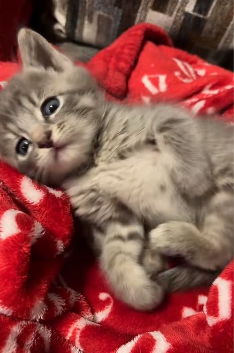 Продается котик шотландец