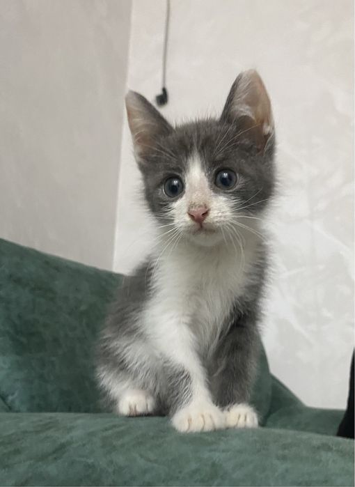 Котенок 3месяц,мальчик