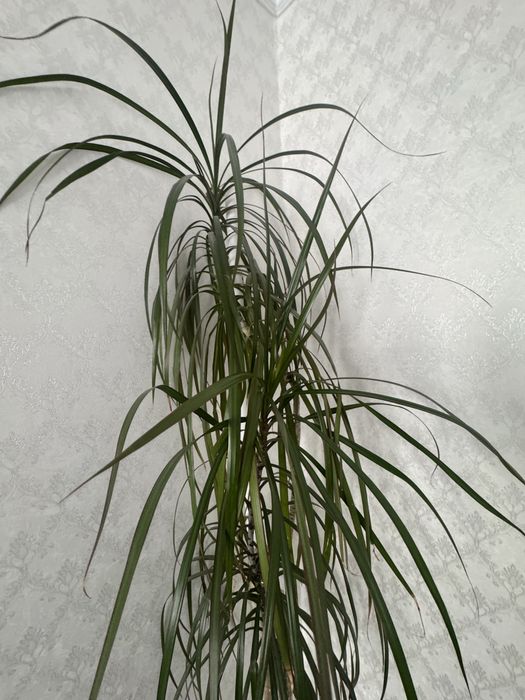 Цветы домашние цветы  драцена, замиикулькас