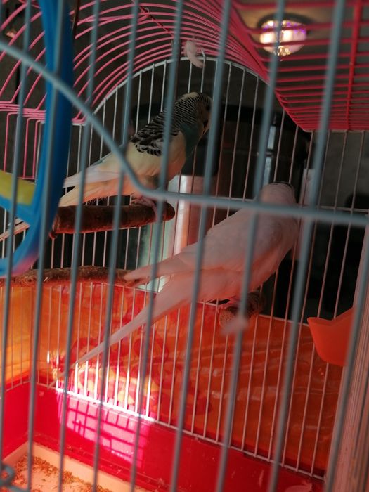 Два попугая с клеткой