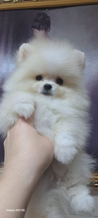 Продам шинковка шпица