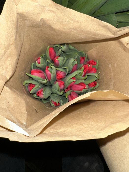 Тюльпаны оптом Голландские