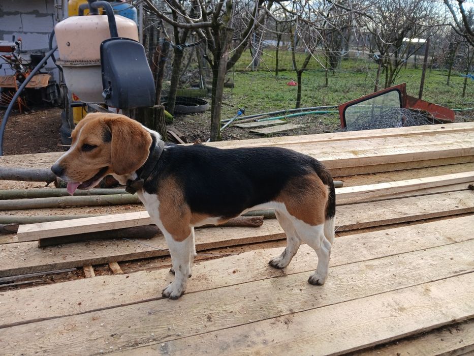 Vand beagle foarte frumos