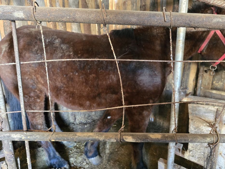 Продам кобылу 5 лет.