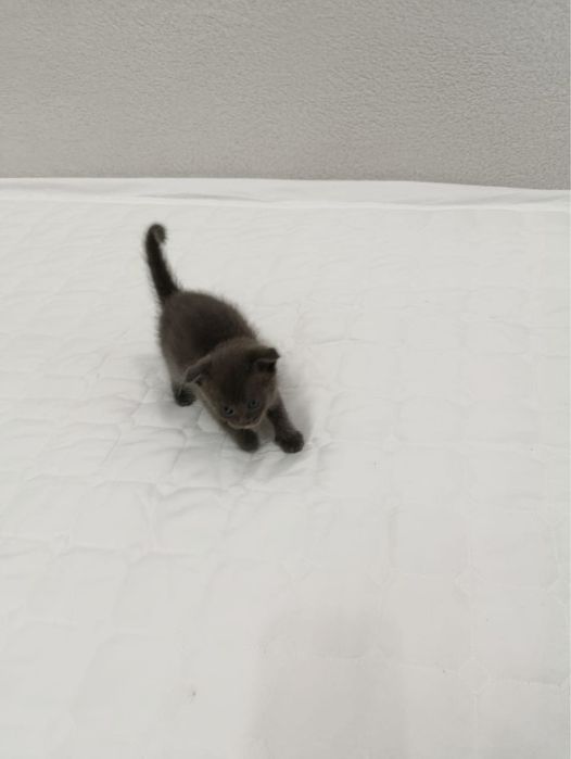 Котенок , мальчик , отдам в добрые руки !