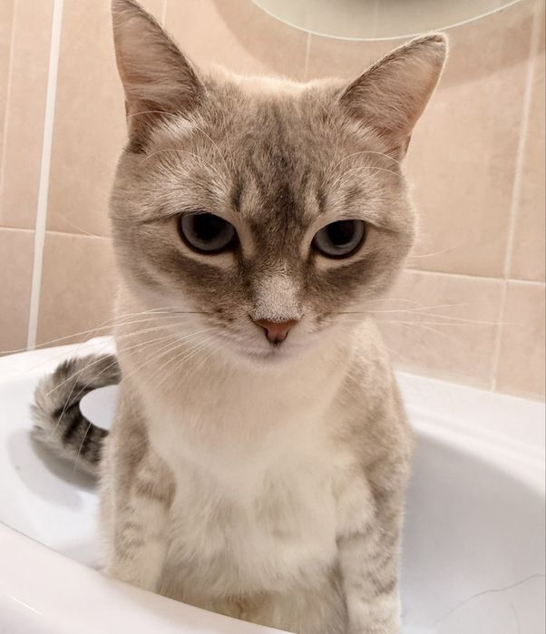 Отдам в добрые руки кота