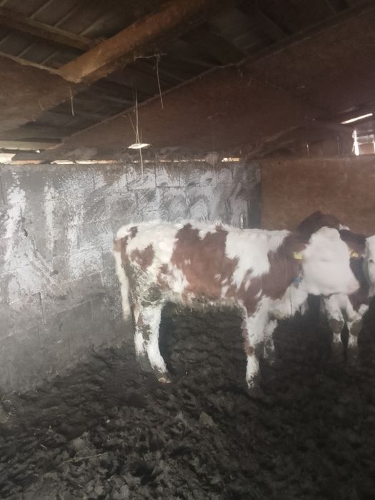 Vând vitei un bouț și 2 vitele