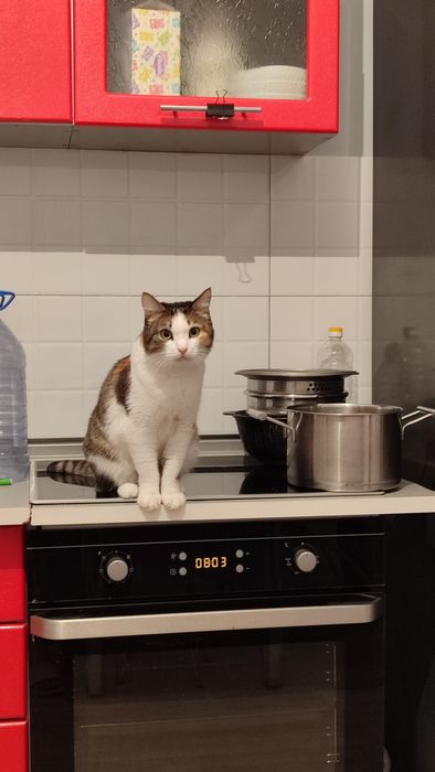 Отдам кошку японский бобтейл