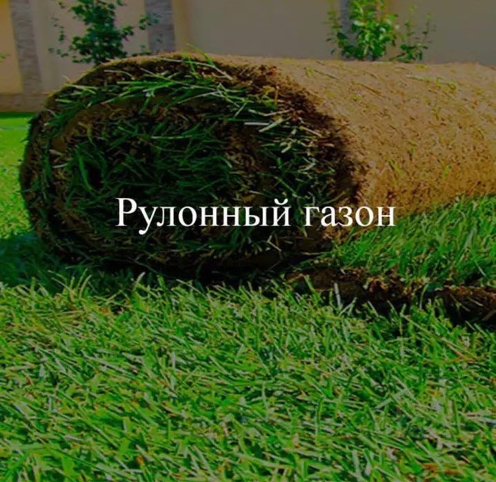 Газон рулон уруг полив