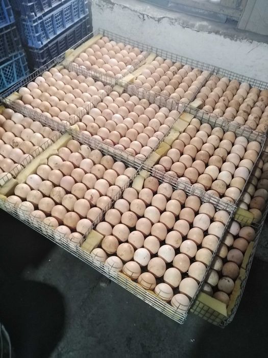 Цыплята бройлера Кобб 500