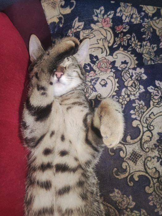 Mushuk sotiladi Yoshi 1 da