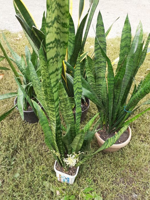 Большой выбор.Цветы для подарка