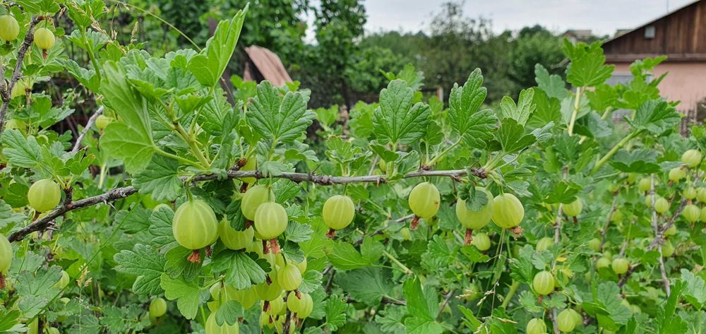 Продам дачу 18 соток