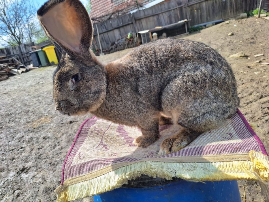 Vând iepuri uriaș german