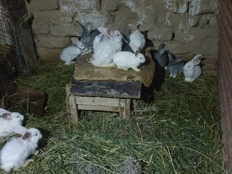 Quyonlar sotiladi soglom xikol zoti