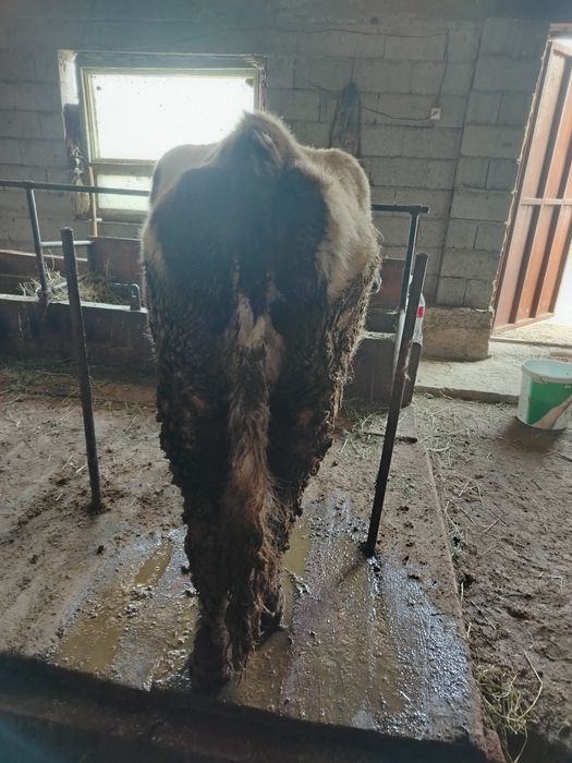 Дойная корова продаётся