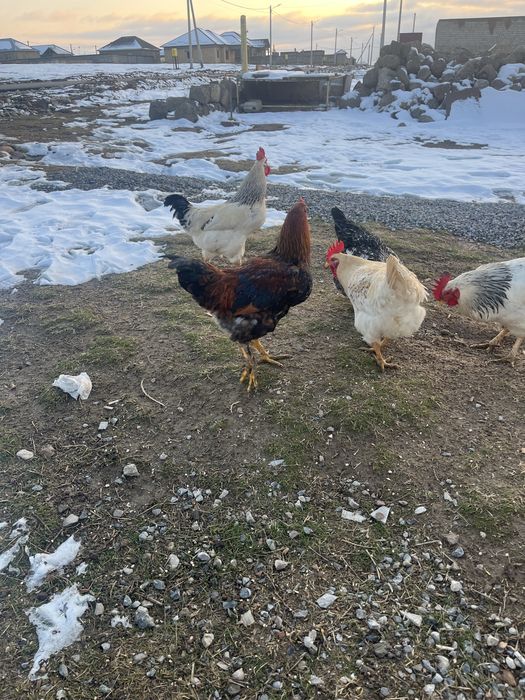 Қораздар сатылады