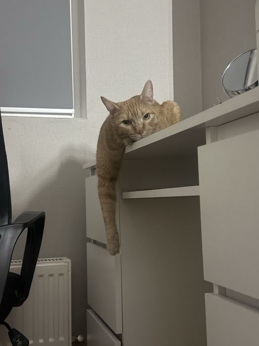 Ласковый домашний  кот ищет семью