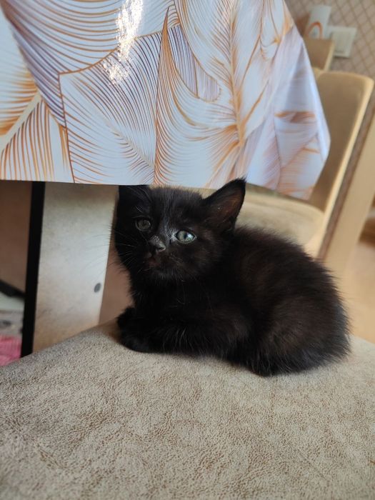 Hadiyaga beramiz uy mushugi latok biladi