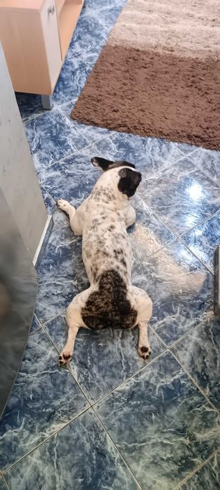 Грууминг в домашни условия